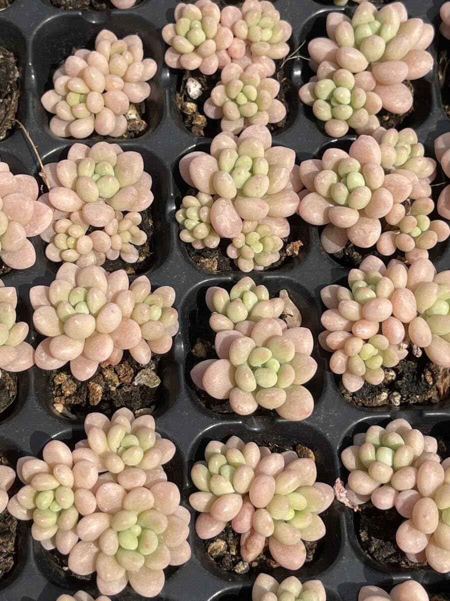 609多肉植物 エケベリア 琵琶 25株 超美苗 サボテン 観葉植物 花 園芸