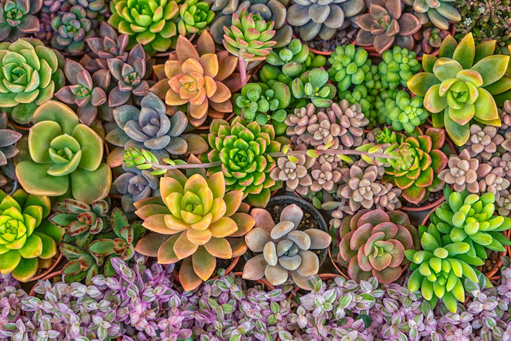 Amazon.com : Succulent Seeds Mix - 50 Seeds - Echeveria