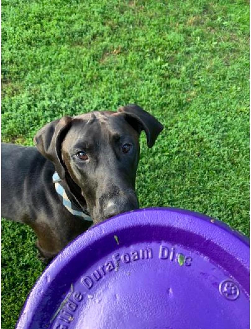 Dog Jump Catch and Fetch Toys Floating Interactive Foam Flyer Glider Disc Fun! Choose Color and Size or Sets of 3 (Purple, 11 Inch)