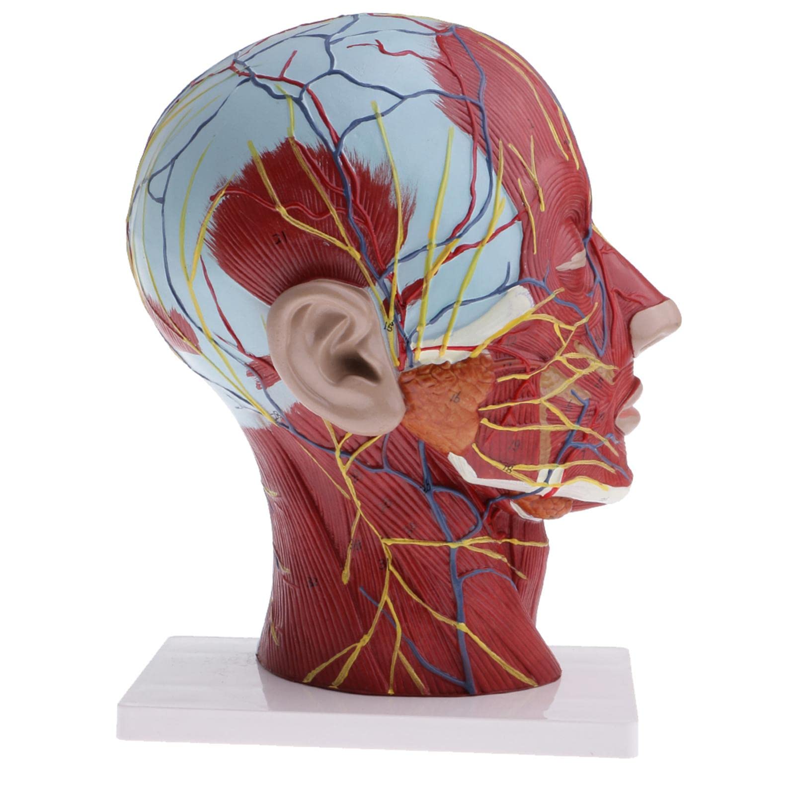 Modelo de anatomía de cabeza y cuello humano 1:1 | Musculatura detallada y estructuras neurovasculares | Modelo de demostración de enseñanza de tamaño real | Material | Ideal para
