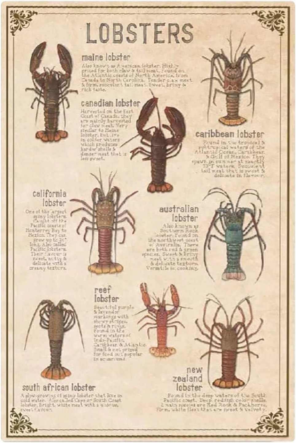 Types Of Lobsters Metal Tin Signs Seafood Market
