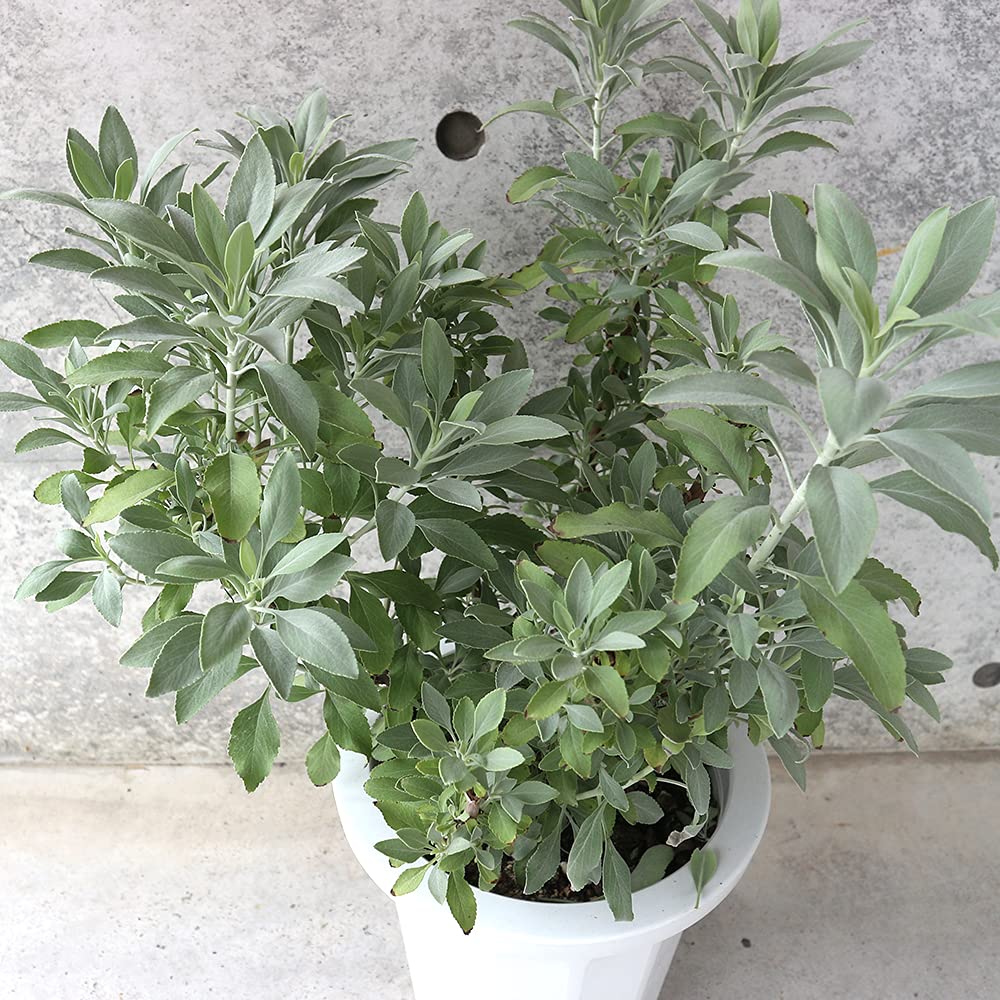 Amazon.co.jp: ホワイトセージ8号大苗【品種で選べるハーブ苗/8号鉢