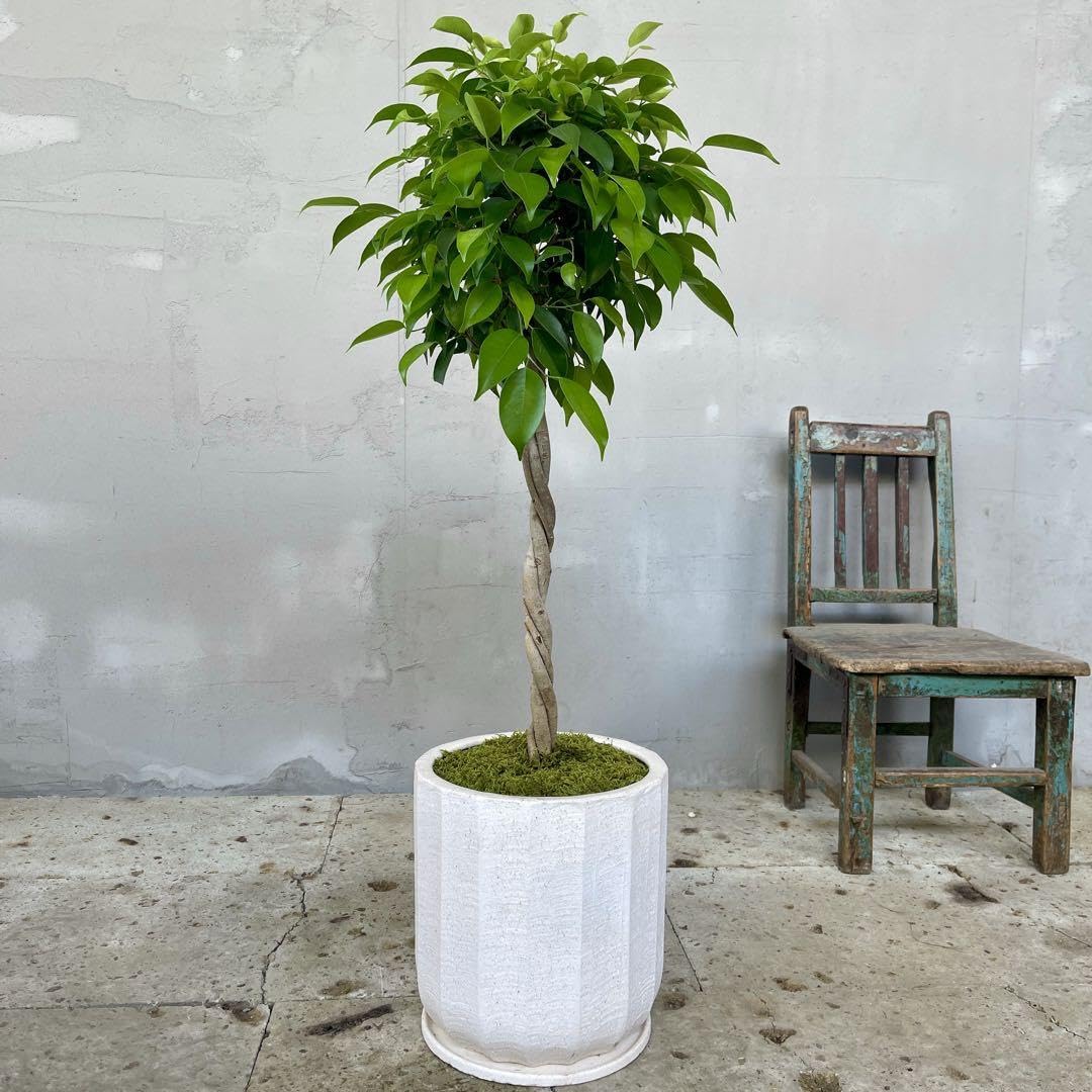 フィカス ベンジャミン ねじり 天然苔仕立て 陶器鉢 植え込み発送 フィカス ベンジャミン ねじり 天然苔仕立て 陶器鉢 植え込み発送