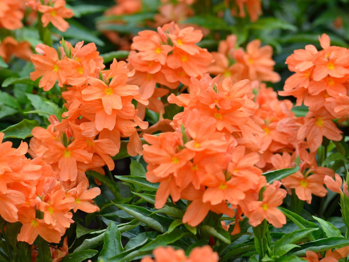 PMK E Store Crossandra/Crossandra Infundibuliformis Firecracker Flower/Kanakambaram/Aboli Orange Color | Live Plant | indoor plant | used for medicine & making garlands (B0BPHFS6TH) Amazon Price History, Amazon Price Tracker