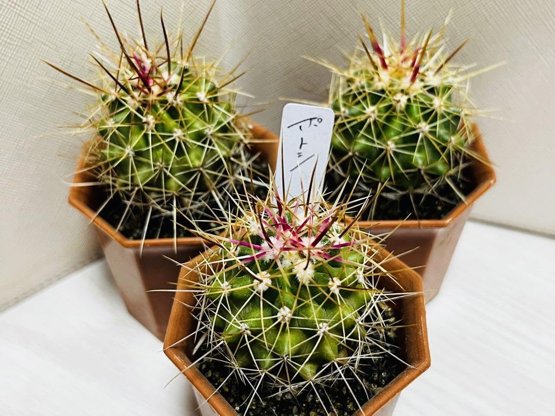 Amazon.co.jp: フェロカクタス属ポトシー3株人気ピンク棘サボテン