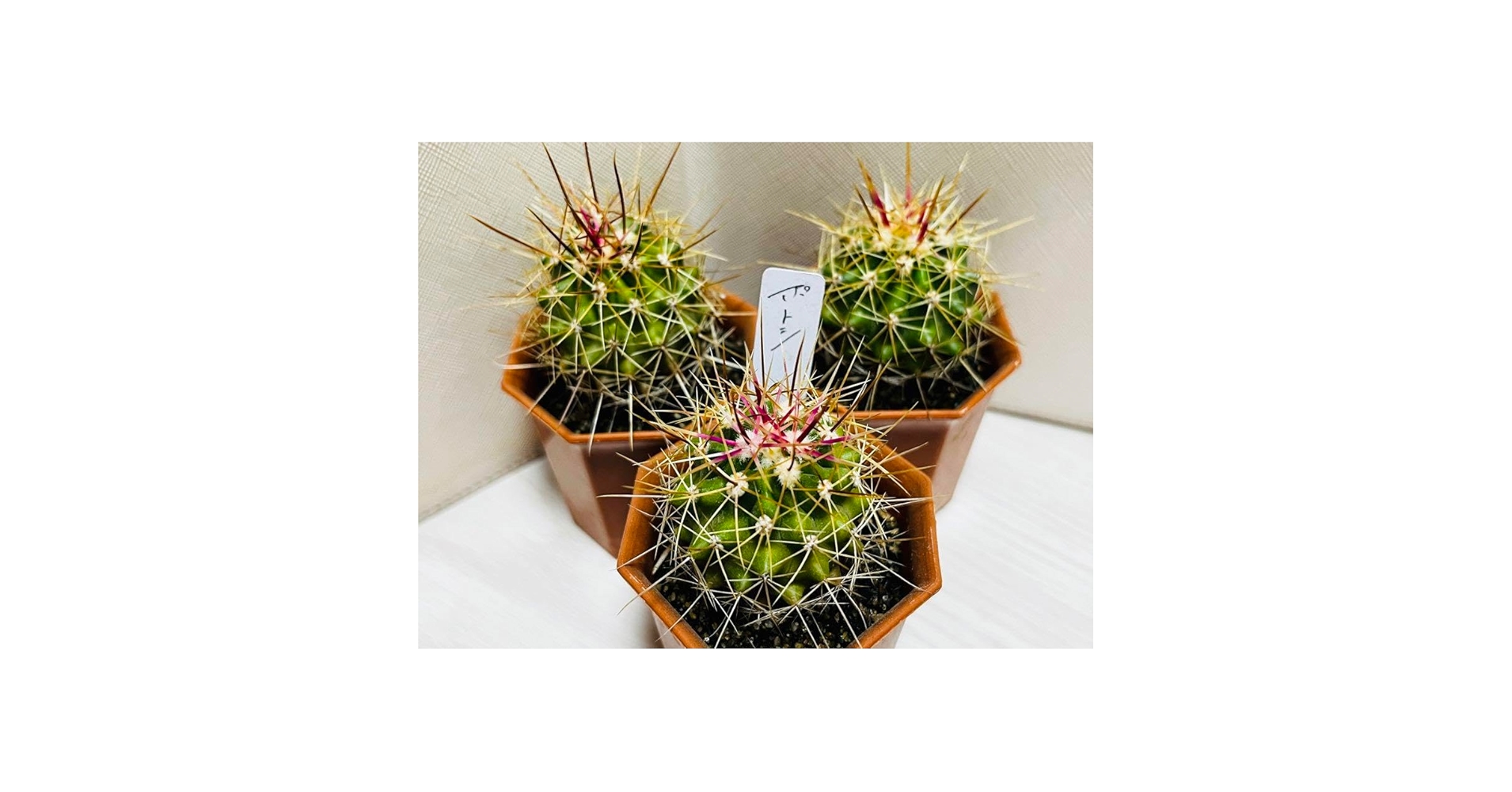 Amazon.co.jp: フェロカクタス属ポトシー3株人気ピンク棘サボテン Amazon.co.jp: フェロカクタス属ポトシー3株人気ピンク棘サボテン