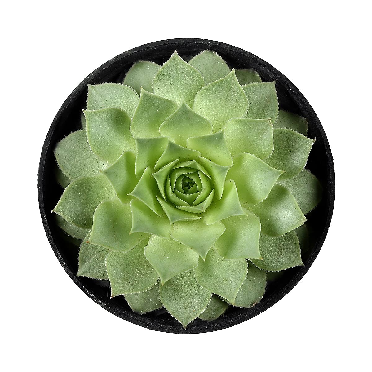 Pedpoudhe Original Laxmi Kamal Plant (B09JWMW9XV) Amazon Price History, Amazon Price Tracker