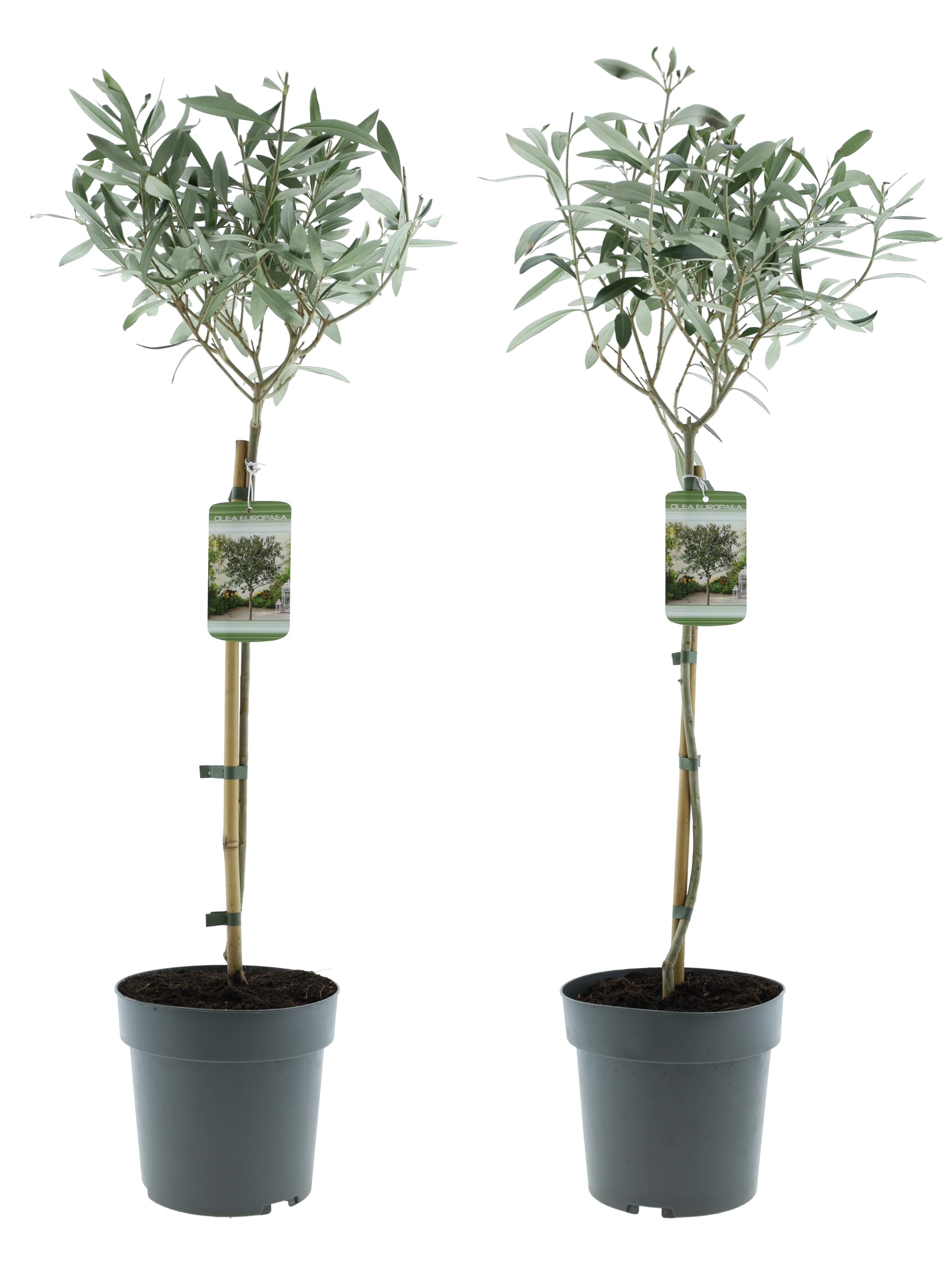 Olea Europaea - Albero di ulivo, misura XL, 80-100 cm, per balcone, terrazza e giardino, vaso da 19 cm (2)