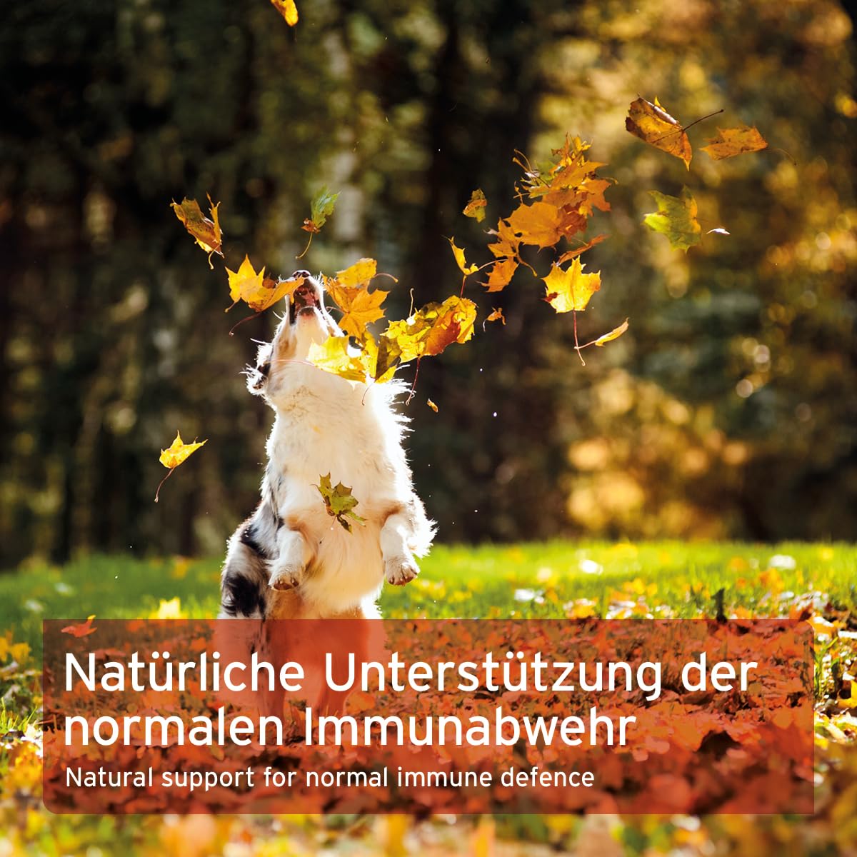 AniForte Premium Colostro per cani e gatti 100g di polvere - Primo latte naturale, supporta il sistema immunitario e il tratto gastrointestinale, immunoglobulina G in qualità alimentare, colostro