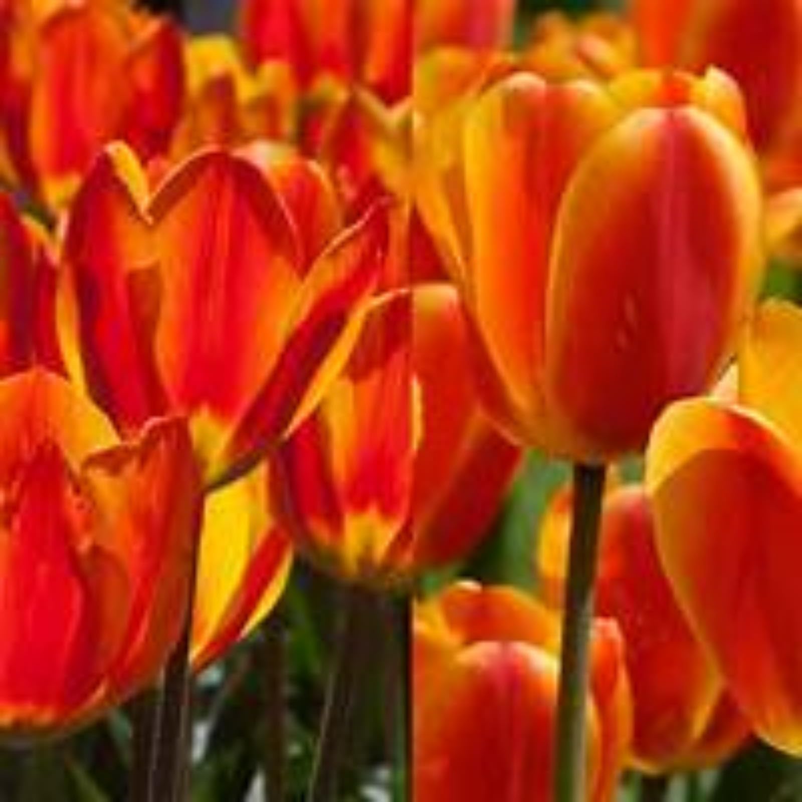 Tulip Bulbs,Flowering Rhizome,Hardy,Excellent Display,Greening Flower,Tulip Tubers UK,Cut Flowers,Good for Containers,Flowering Root,Perennial,Iridescent,Balcony Garden Bulbs.-15Bulbs-C
