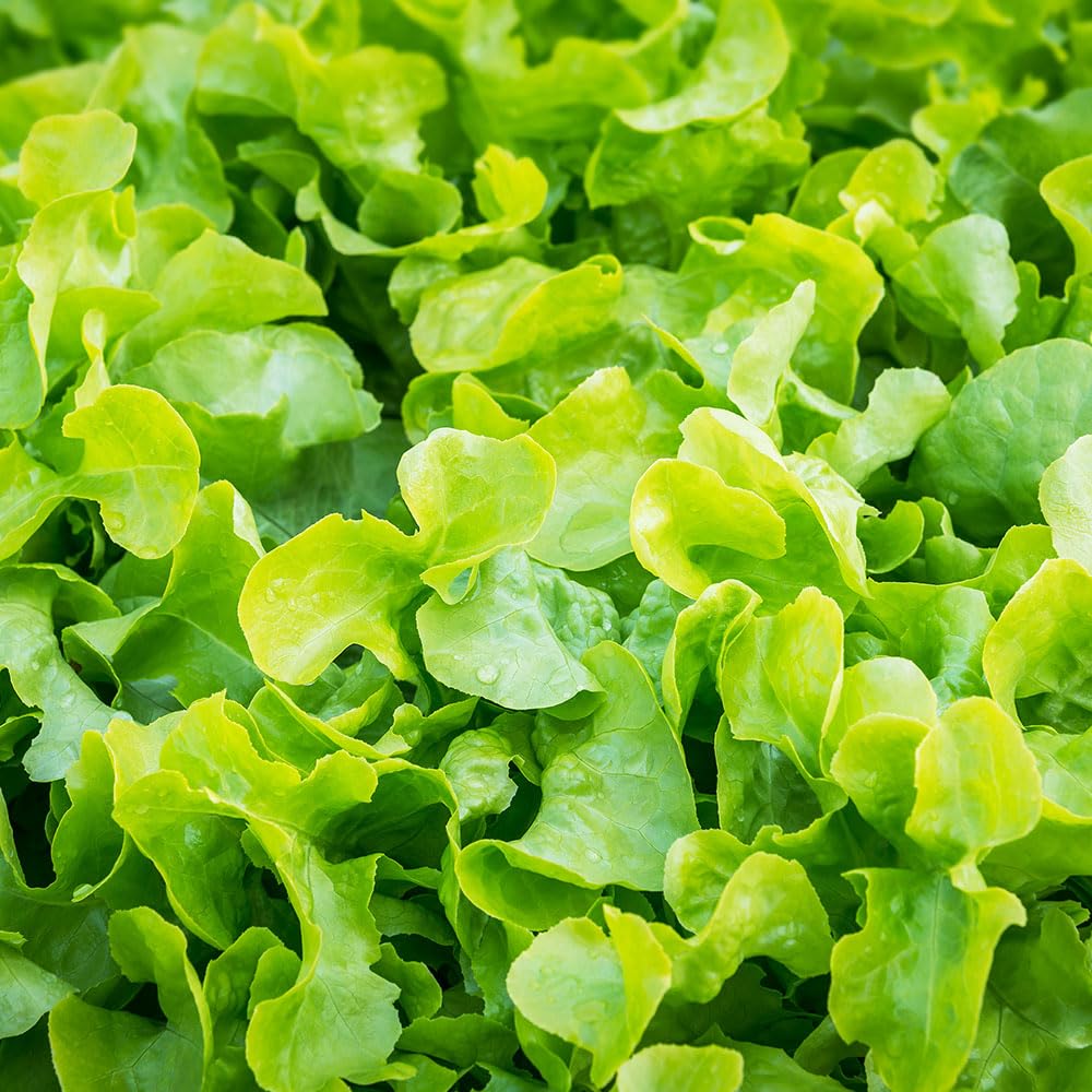 Lettuce Bionda a Foglia di Quercia – Oakleaf Lettuce Seeds – Early, Cut-and-Come-Again Italian Variety – Sweet, Tender Leaves – Long Harvest Season
