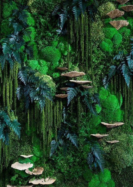 Myvegetal kit Mur végétal stabilisé Champignon - Plantes et décoration Murale d'intérieur, sans entretiens , Plantes et Fleurs éternel Made in France ,...