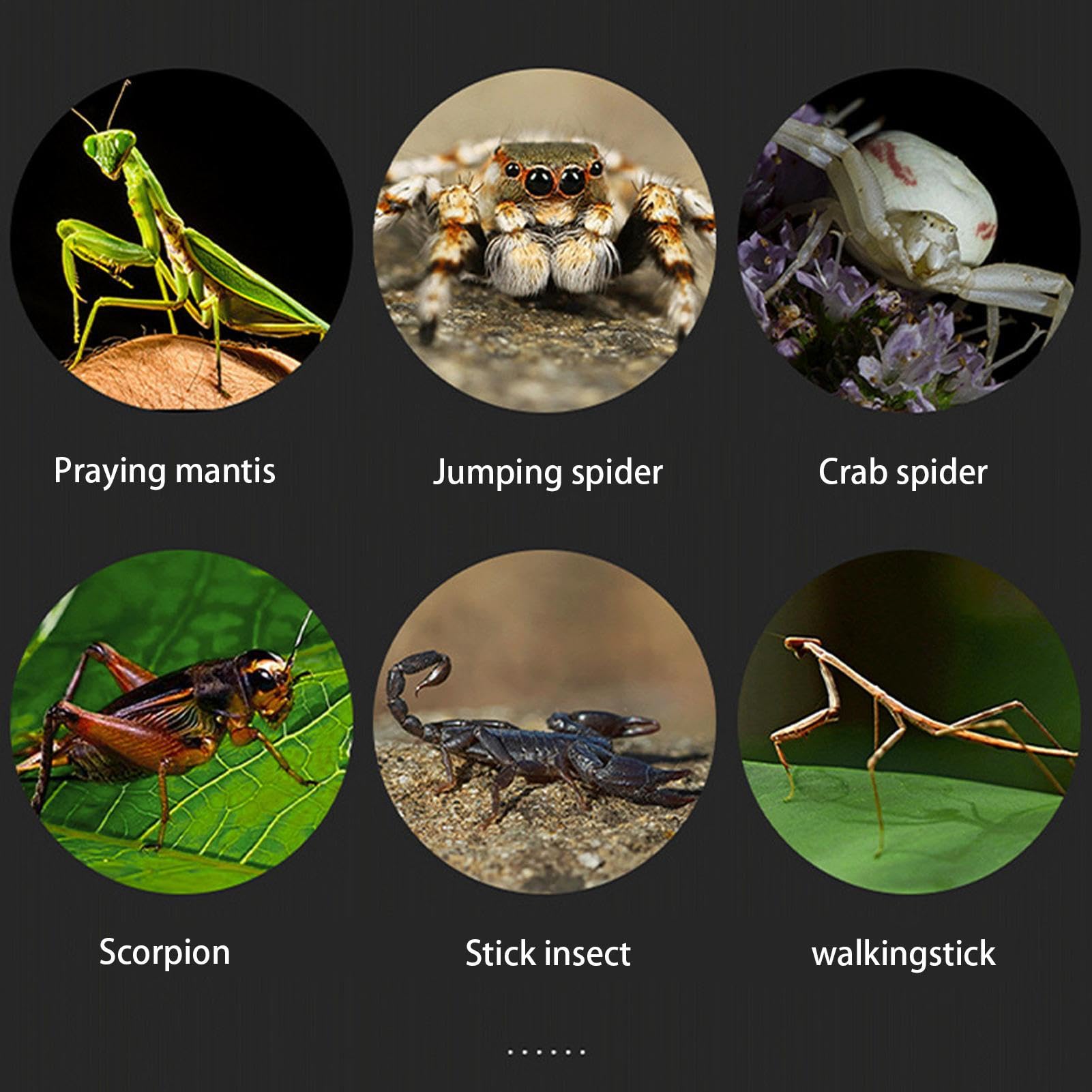 Genérico Recinto para Arañas Saltarinas - Mini Hábitat Acrílico con Luz LED Terrario De Alta Transparencia | Estuche De Observación De Insectos, Pequeña para Vivienda De Reptiles, Exhibición De — view 7