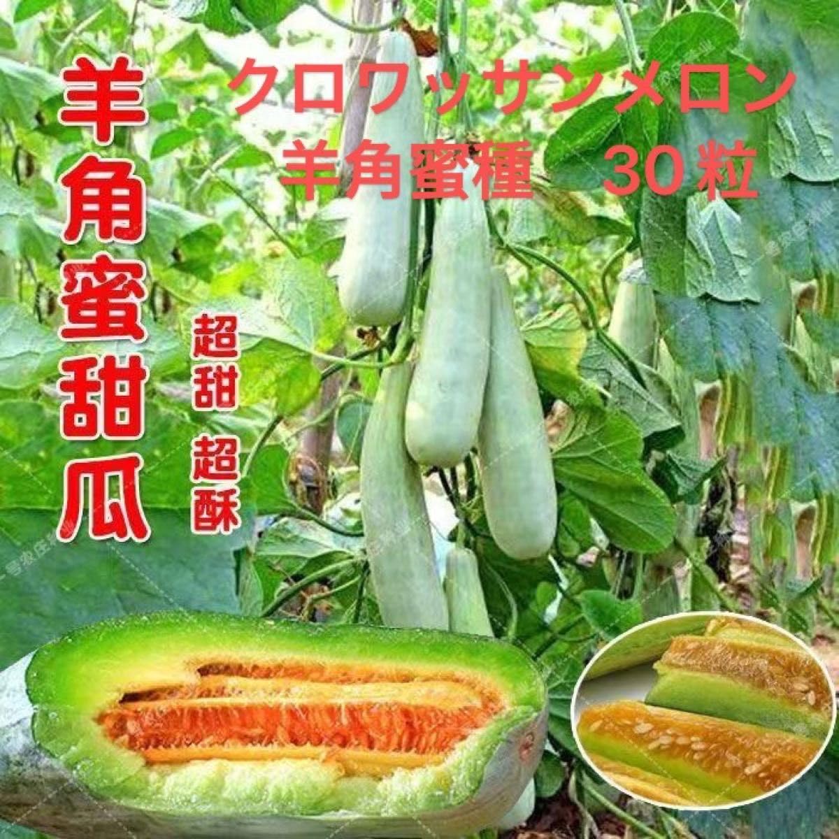 Amazon.co.jp: 甘さ クロワッサンメロン 羊角蜜 メロン種30粒 : おもちゃ 