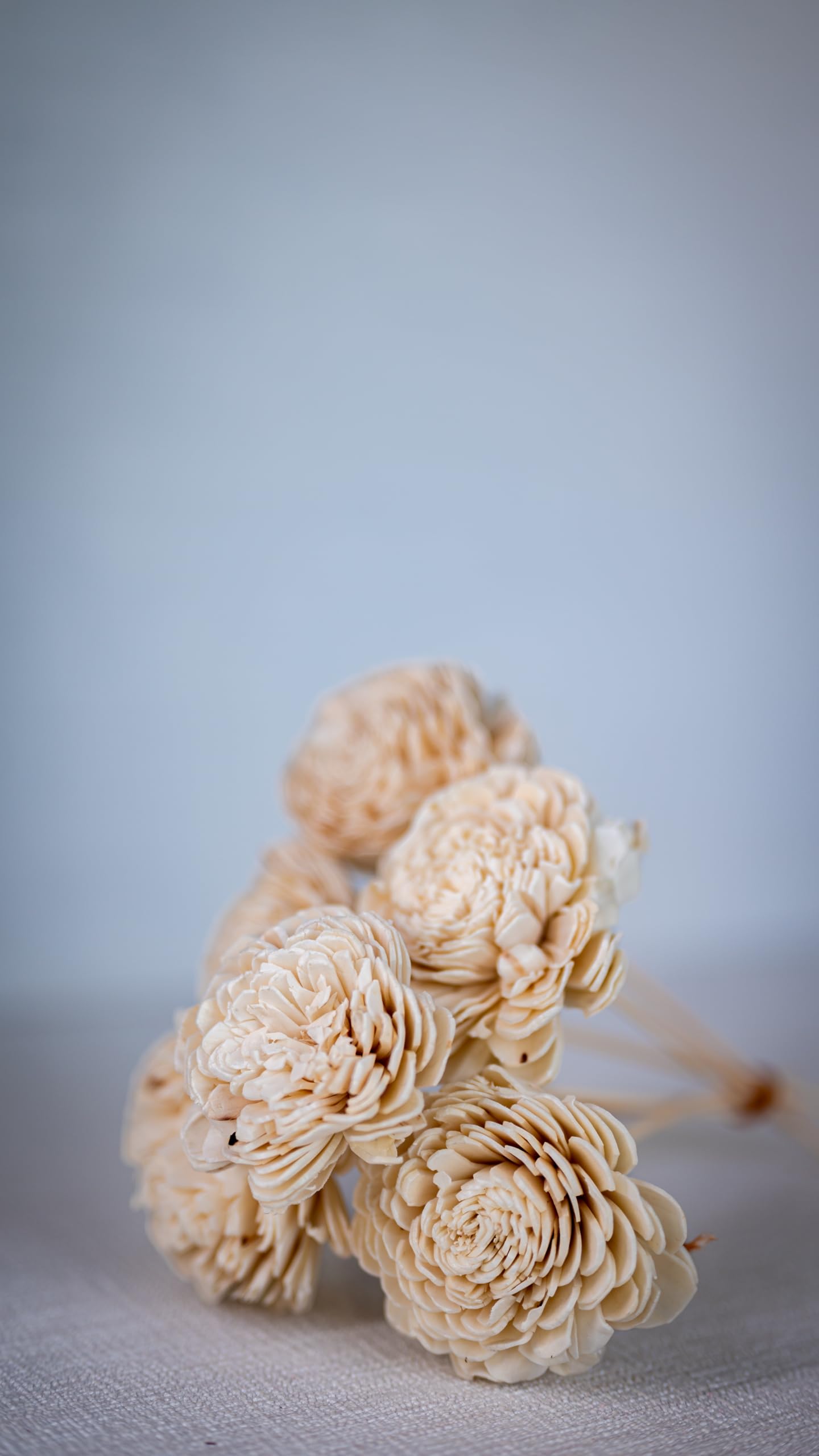 Idika Living Handcrafted Natural Dried Shola Flowers - Wooden Floral Decor for Home, Wedding, Party, Long Lasting 3-4 Years, Eco-Friendly, Sustainable, Rustic Home Decor - (6 Sticks, White)