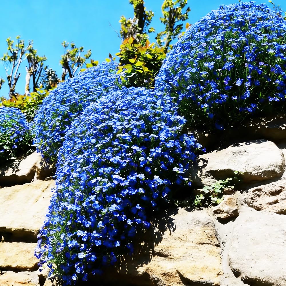 Amazon.com : Mixrug Blue Woolly Thyme Seeds,20001+ Blue Creeping