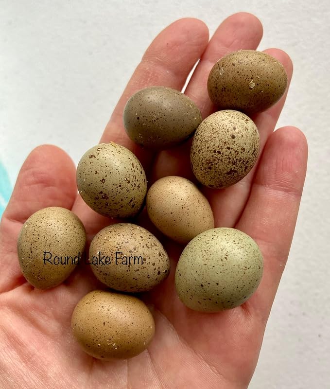 18 huevos de codorniz fértiles para pollitos - Se envían en espuma - ¡Hermosa variedad de colores!