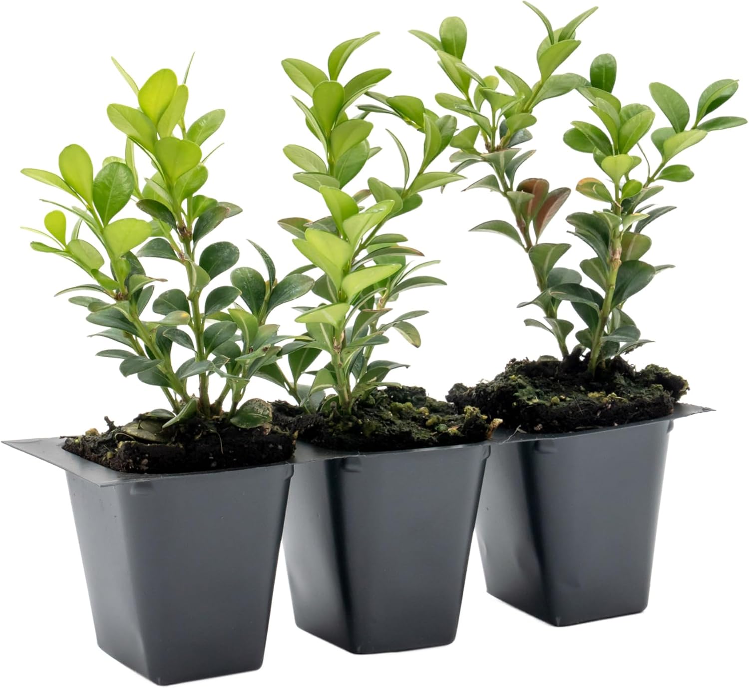 3 Winter Gem Boxwood – Compact Hardy Evergreen Shrub for Hedges, Borders & Topiary Landscaping (Buxus microphylla VAR. Japonica) in 2.5″ Cubes, Live Plants