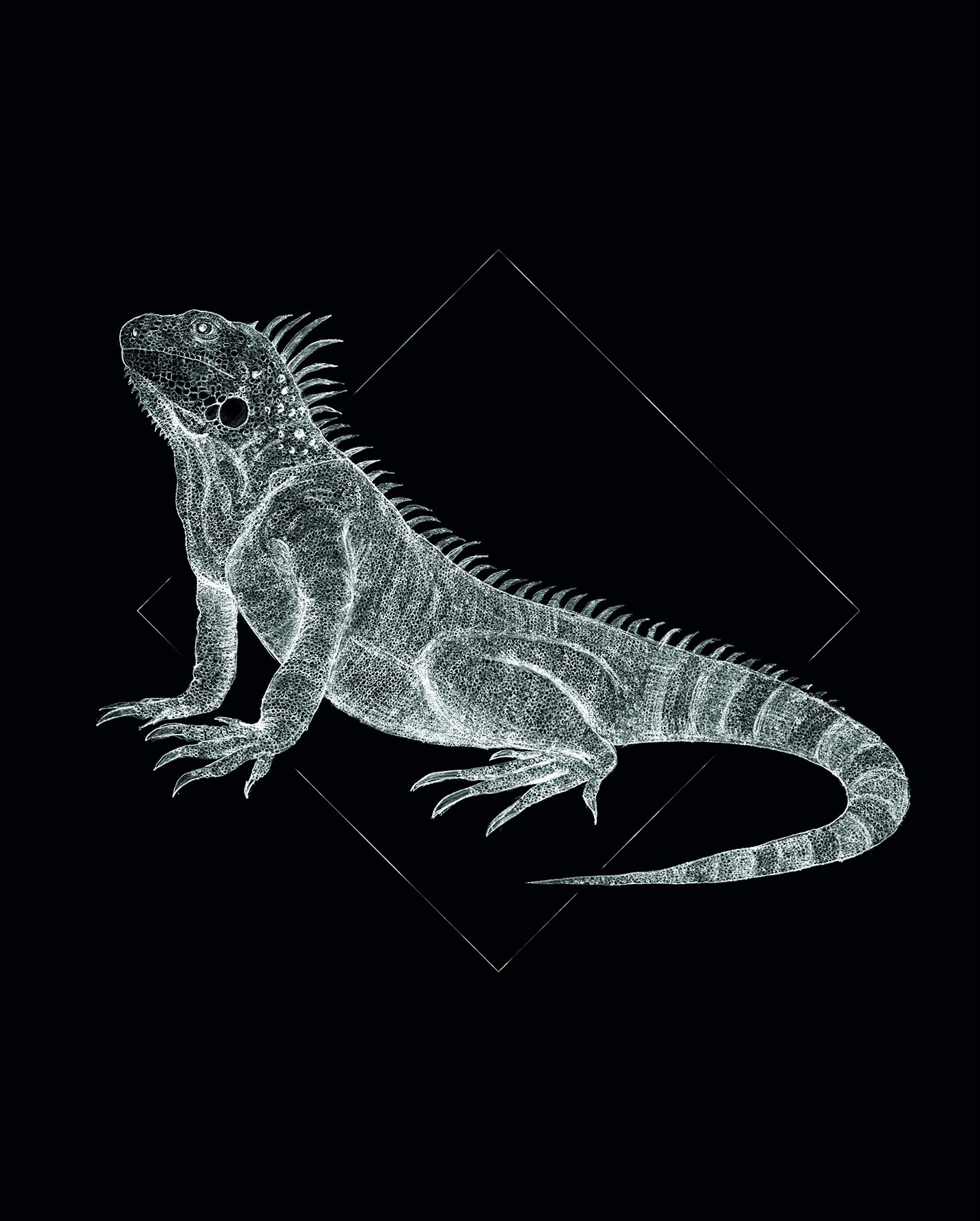 Komar Wall Picture | Iguana Black | Poster Picture Living Room Bedroom Decoration Art Print | No Frame | P077D-40x50 | Size: 40x50 cm (Width x Height)