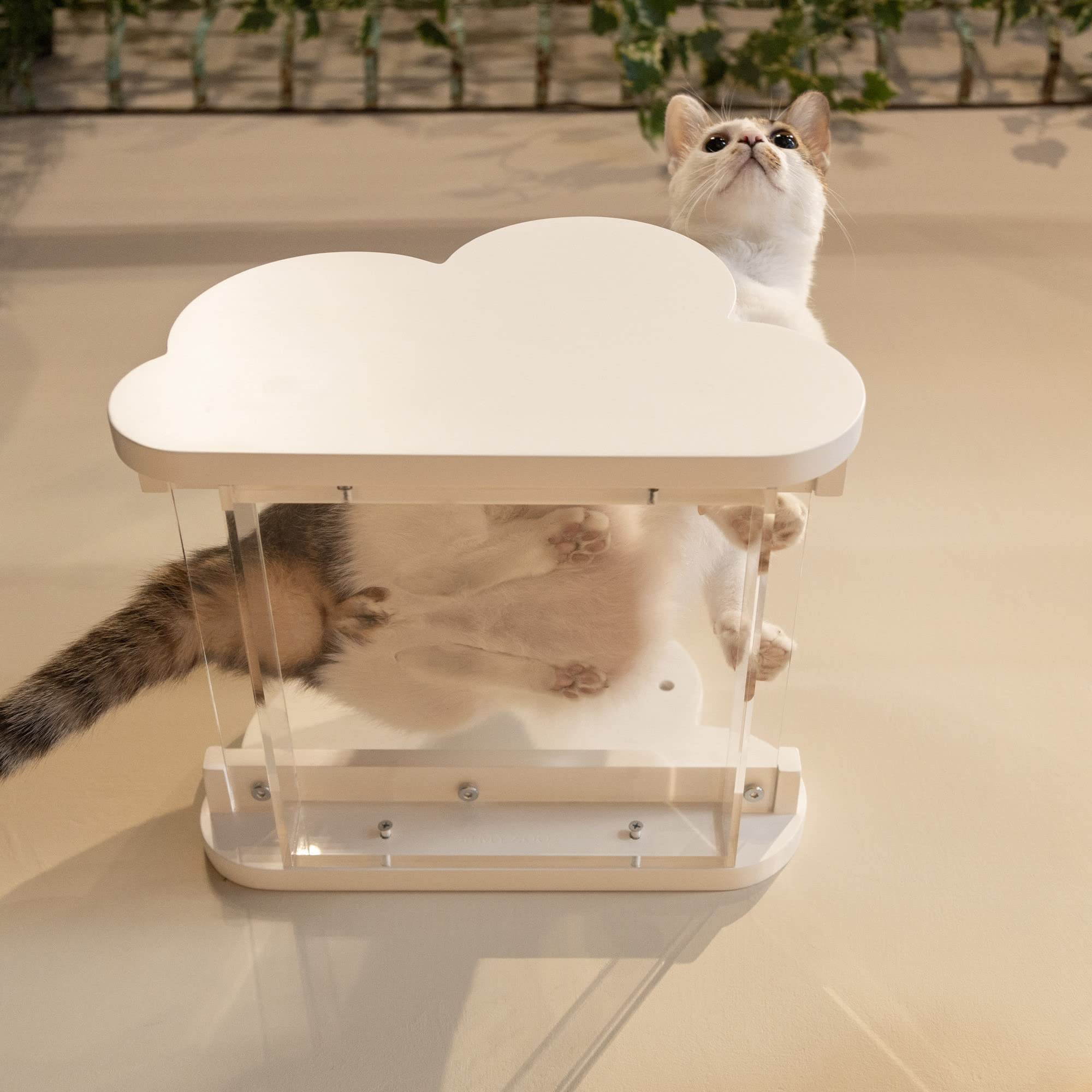 Amazon | MYZOO MOKUキャットステップ 壁付け 透明仕様 お手入れ