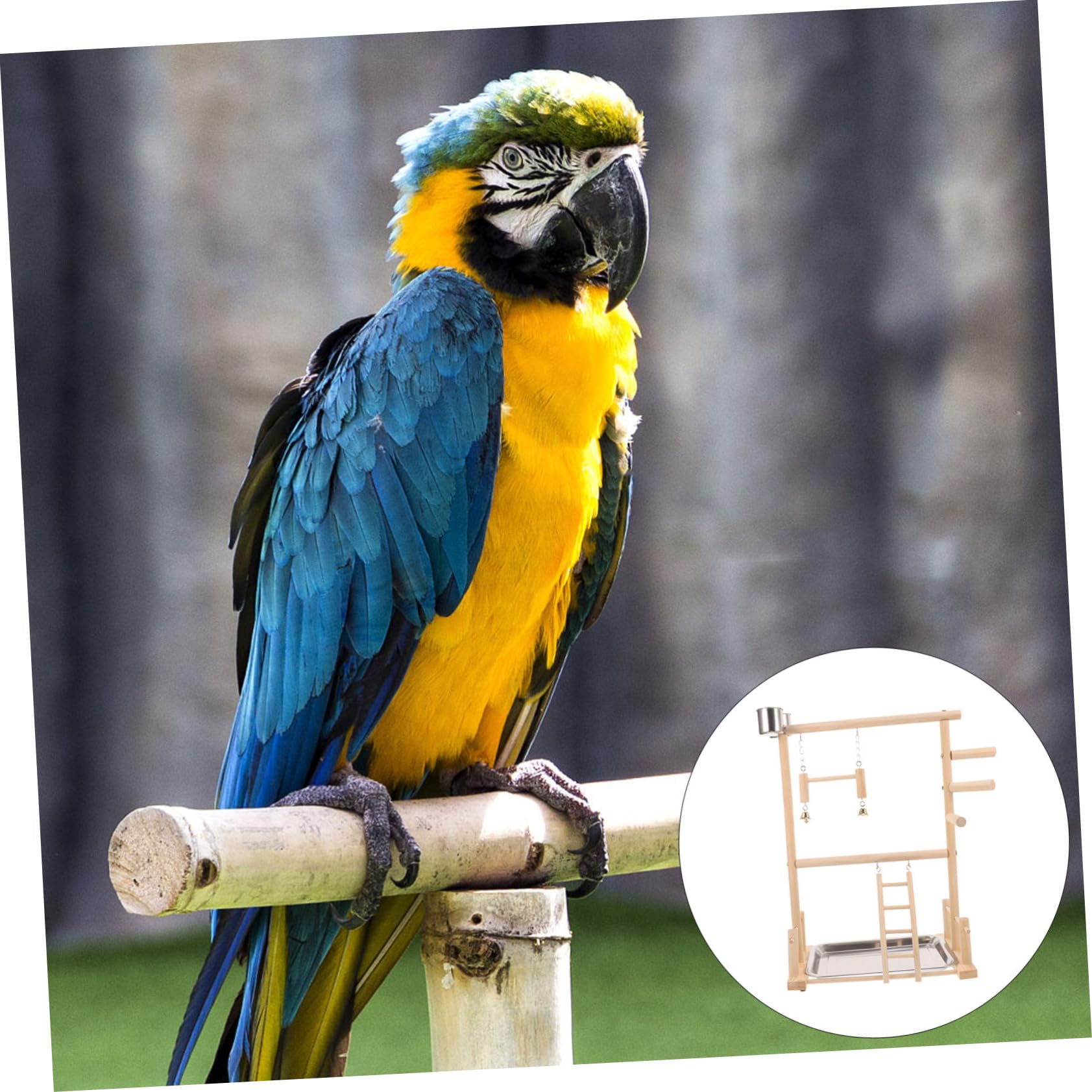 Supvox Papageienständer Aus Holz Für Vogelkäfige Sitzstangenständer Für Nymphensittiche Vogelzubehör Zum Klettern Und Kaufen Spielständer Für Kleine Haustiere