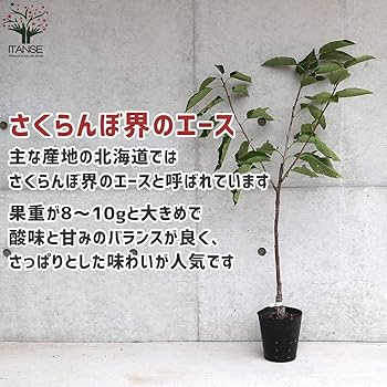 Amazon.co.jp: さくらんぼの苗 南陽(なんよう)【品種で選べる果樹苗木 Amazon.co.jp: さくらんぼの苗 南陽(なんよう)【品種で選べる果樹苗木