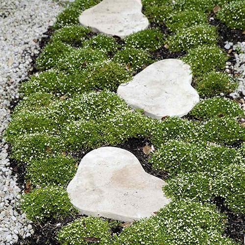 500 Seeds Irish Moss - Semillas de reliquia, semillas perennes, semillas a granel, paquete de 500 unidades