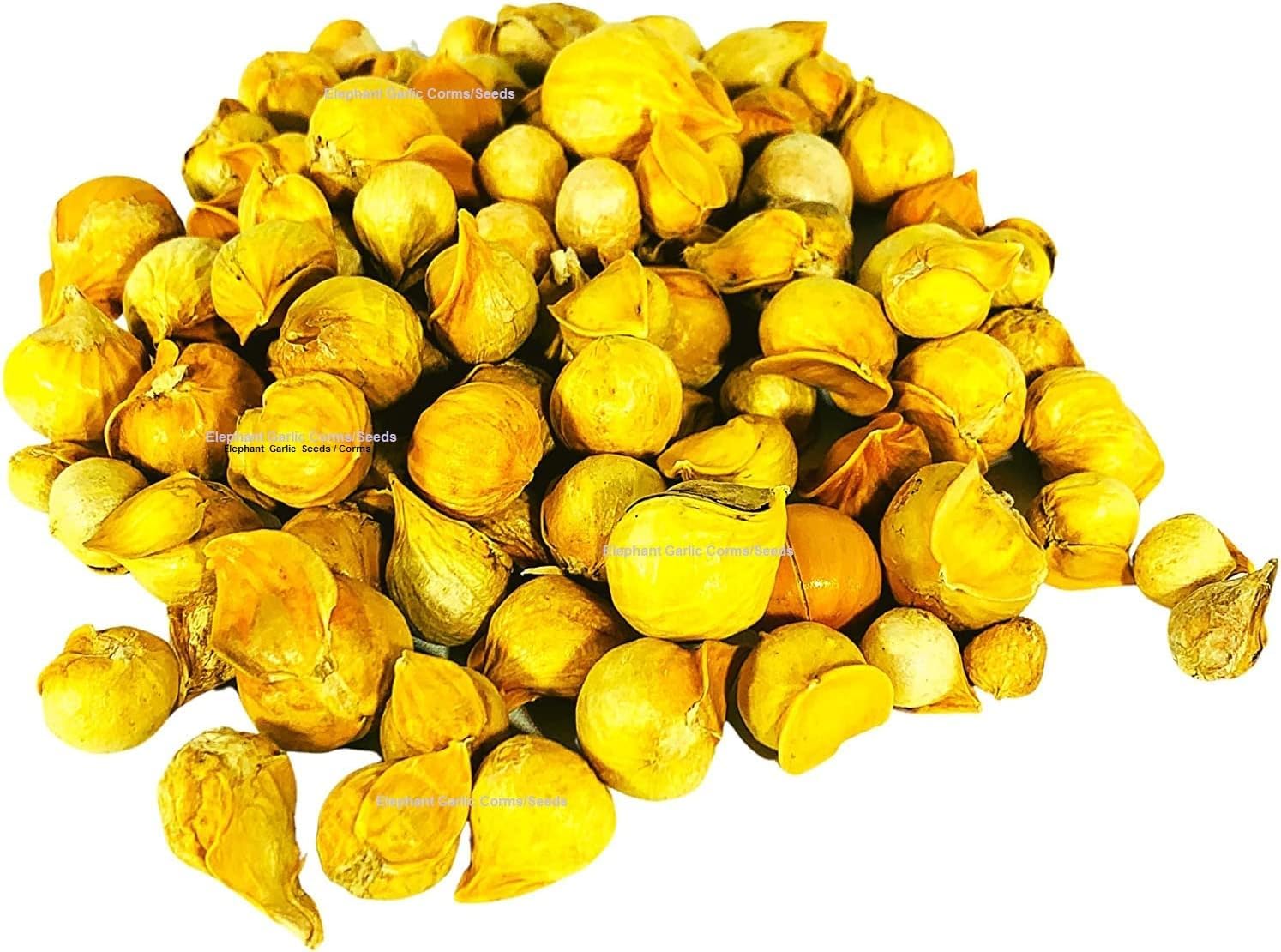 UK Crop Genuine Elephant Garlic 12 Corms Rare- You Will Get Same in Picture/Full Growing Method On The Description
