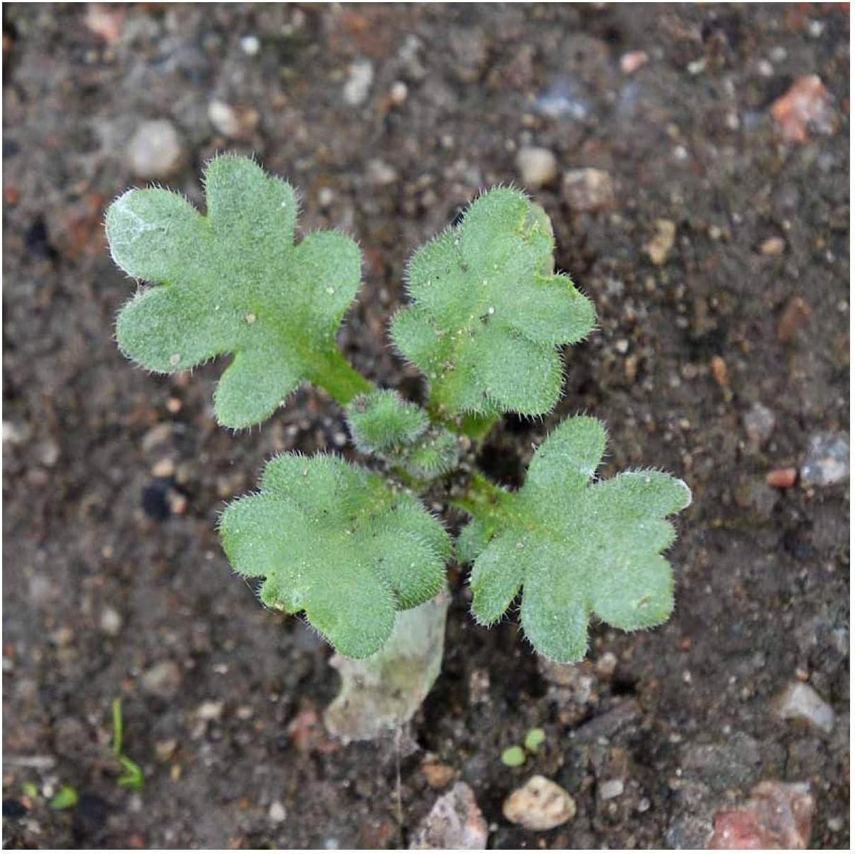 Everwilde Farms - 1 Lb Five Spot Native Wildflower Seeds - Gold Vault