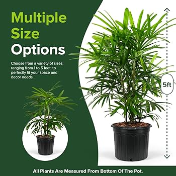 Amazon.com : Lady Palm, Rhapis Excelsa - Live Plant, Air Purifying