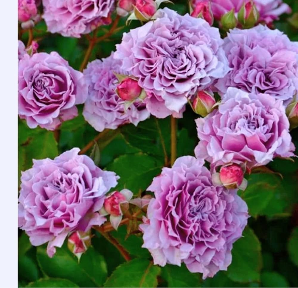 バラ苗　四季咲き　トゲ少ない　まるでブーケのよう　薔薇苗 バラ苗 四季咲き トゲ少ない まるでブーケのよう 薔薇苗 - メルカリ