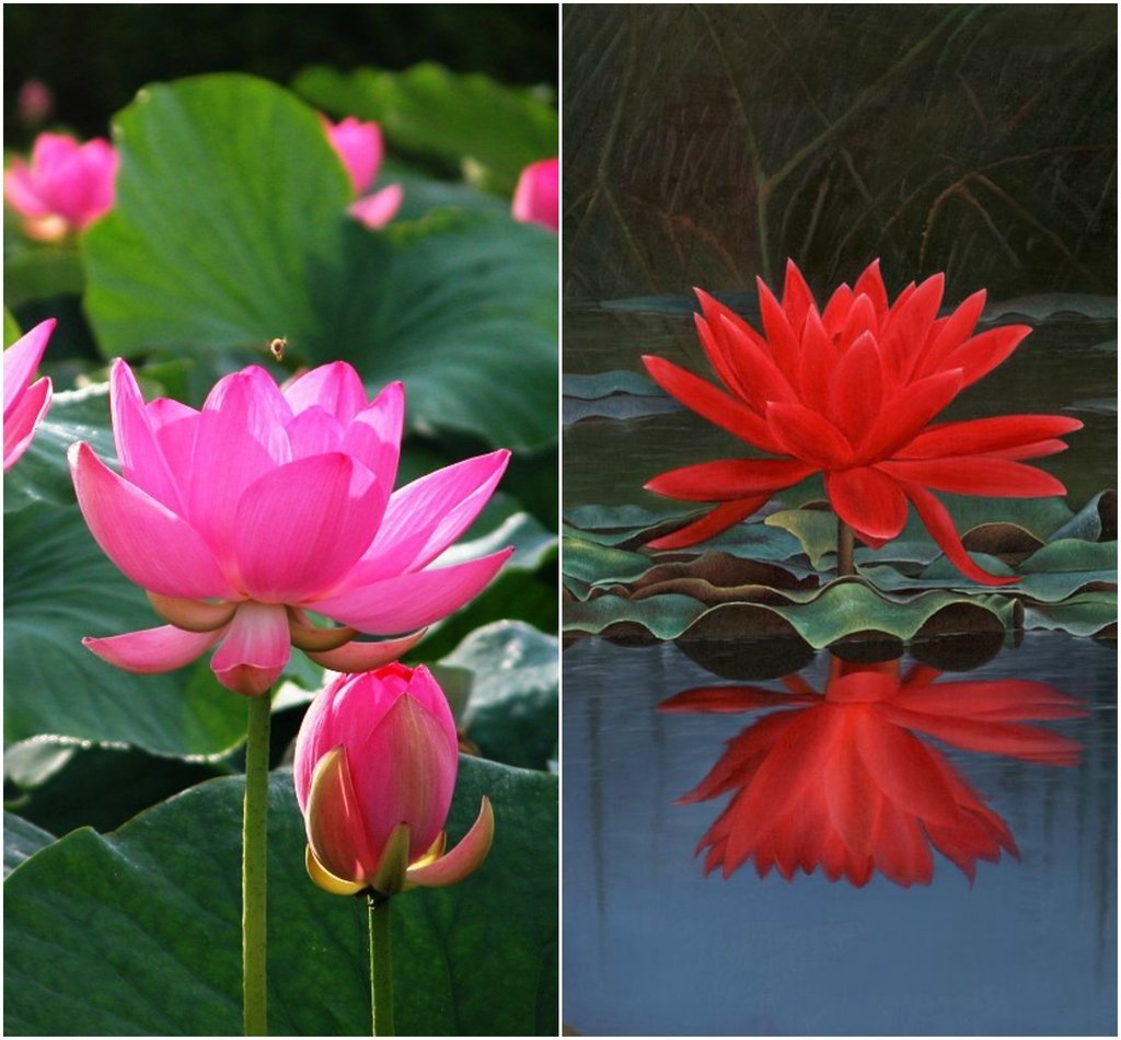 Golden Hills Farm (AVG 30-50) seeds Pink & Red Colors Organic Lotus Flower Seeds (B07XYT6H2F) Amazon Price History, Amazon Price Tracker