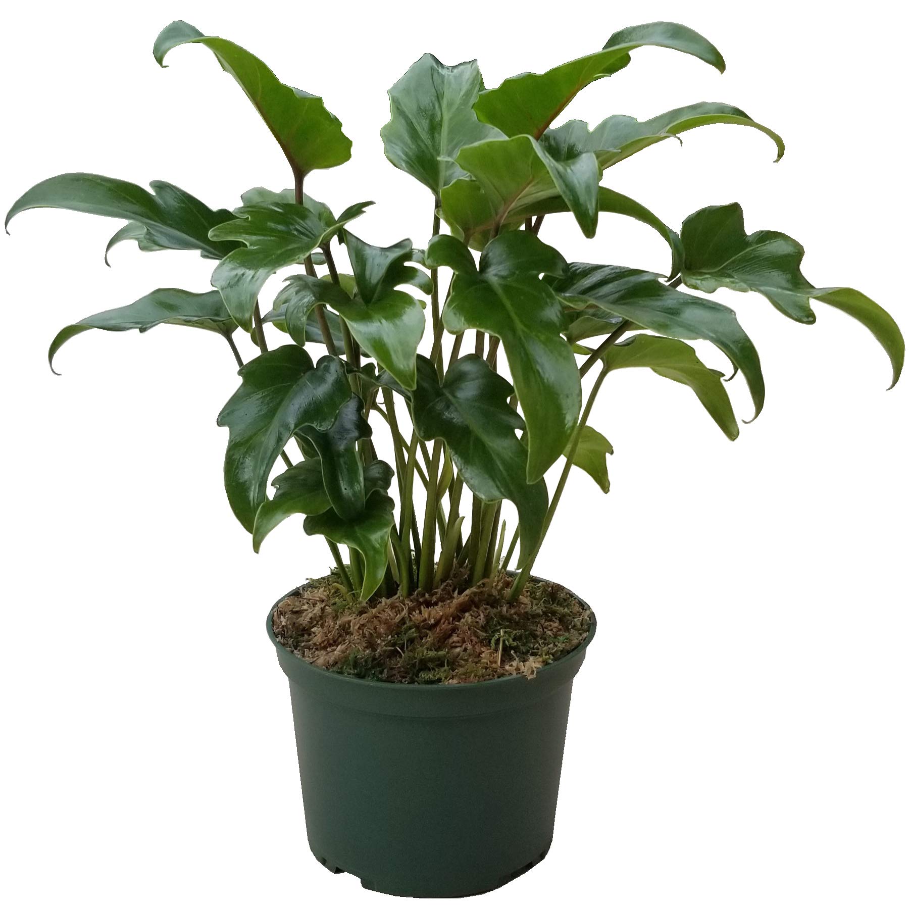 Amazon.com : Philodendron plant live - Xanadu - in 6 inch Grower Pot :  Patio, Lawn & Garden