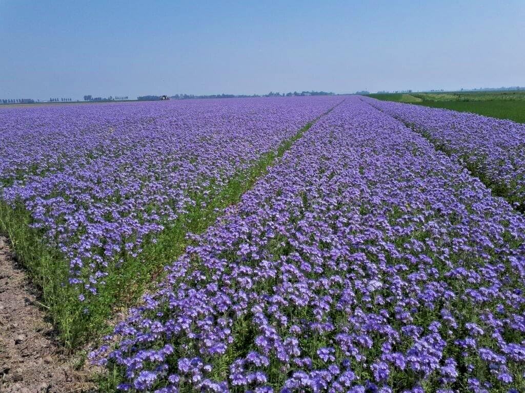 Semi Fiori per Api - Semi di Facelia (Phacelia) 1 kg – Sementi Mellifere per Api – Fioritura Ricca di Nettare – Ideali per Apicoltura e Giardino