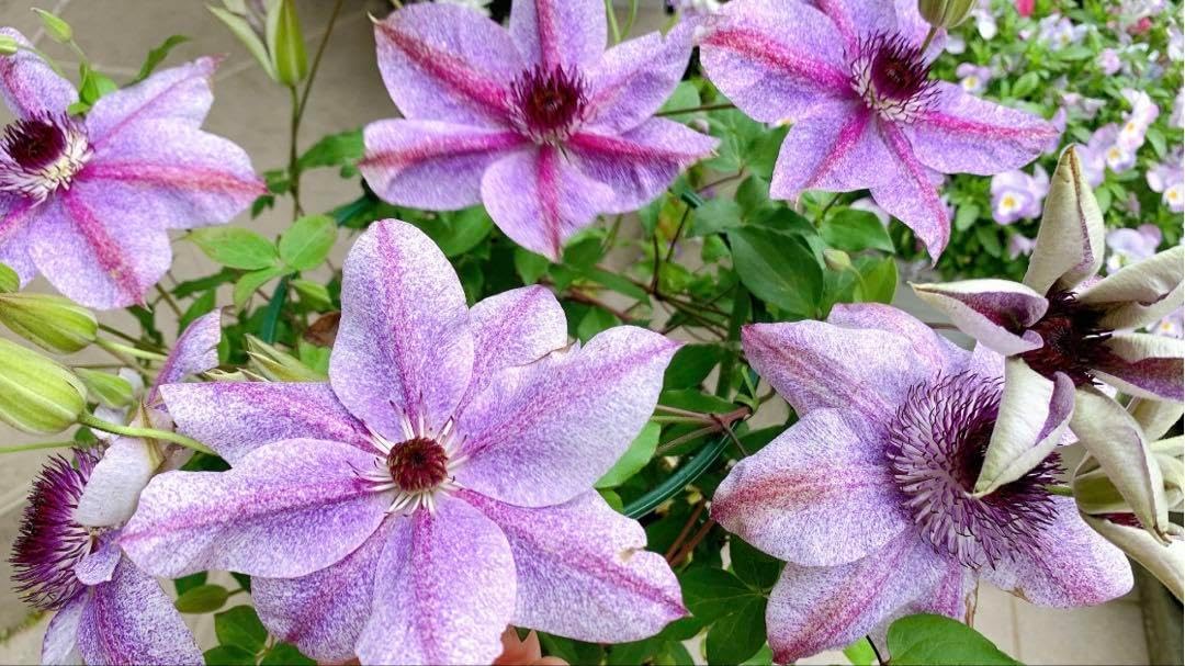 確認用 クレマチス ヴィヴィアンペンネル さし木苗