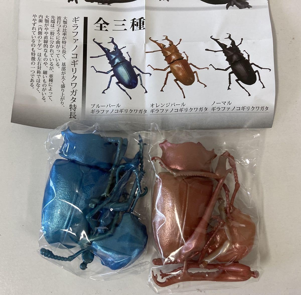 Amazon | 1/1 ギラファノコギリクワガタ 2種セット（ブルーパール