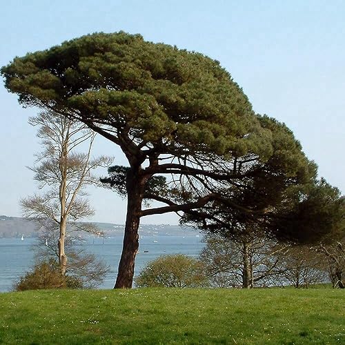 10 semillas de pino de piña, piedra italiana, semillas de pino parasol