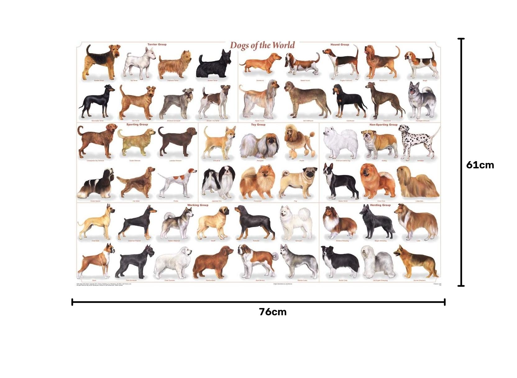 Amazon.co.jp: 世界の犬 人気種チャートポスター 36x24 24 x 36 Inch