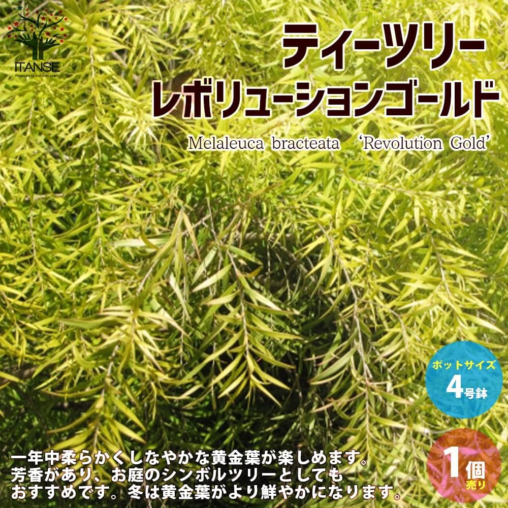 メラレウカ レボリューションゴールド　苗木 メラレウカ レボリューション ゴールド 5号 ※お届けに10日程度