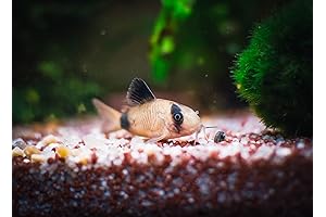 Striking Panda Corydoras: A Trio of Underwater Wonder