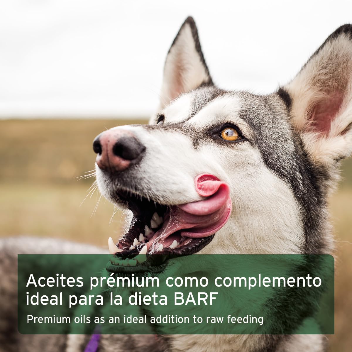 AniForte Aceite para piensos para la alimentación cruda 1L - Suplemento Barf para Perros con Omega 3 y 6