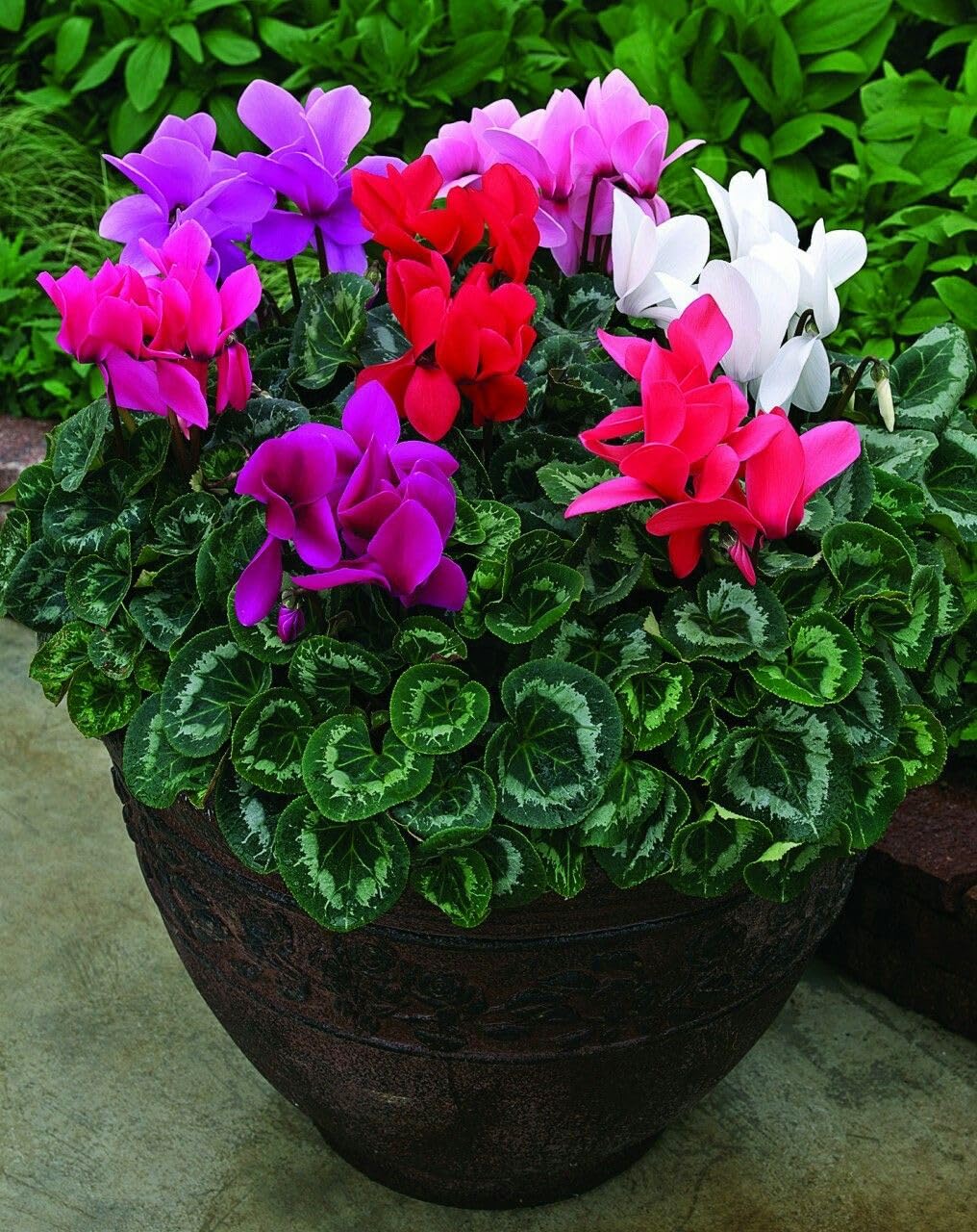 SVG® Cyclamen Imported flower bulbs For Your Home & Garden pack of 3 bulbs (MULTICOLOR) (B0D5WXPWTP) Amazon Price History, Amazon Price Tracker