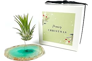 Green Agate Crystal Air Plant Holder