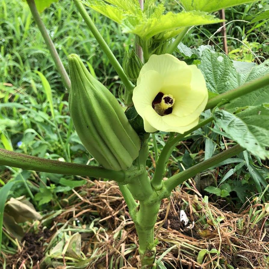 ダビデの星おくらの種(自然栽培) d49773931a9f436cb0e955bff905d3