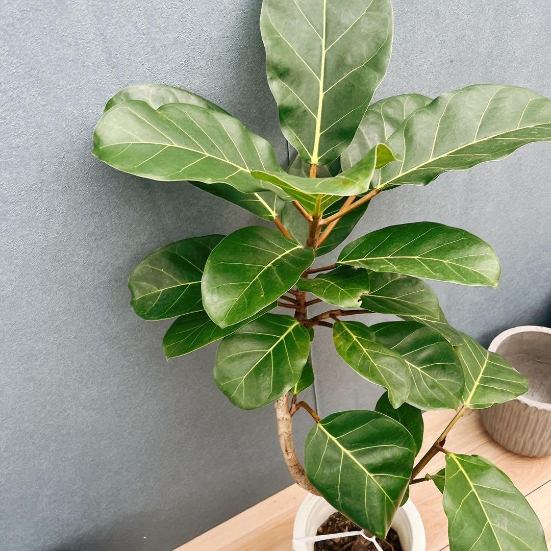 Amazon.co.jp: 10番 フィカス アフリカンプリンス 8号 観葉植物 室内