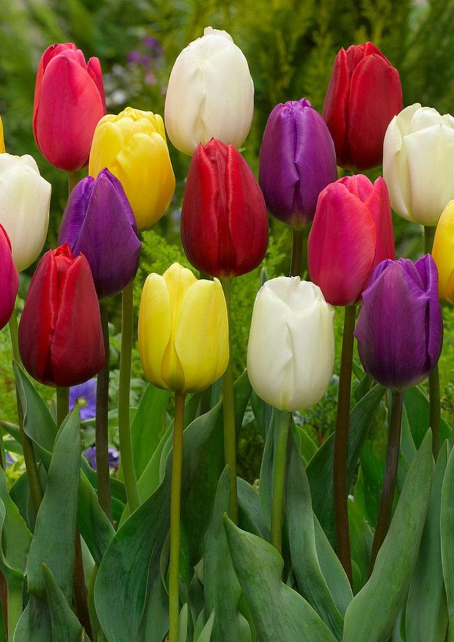 Gebdinsh Garden® Imported Tulip Flower Plants Bulbs For Outdoor Gardening (Pack Of 10 Bulbs) (B0D33QVK4L) Amazon Price History, Amazon Price Tracker