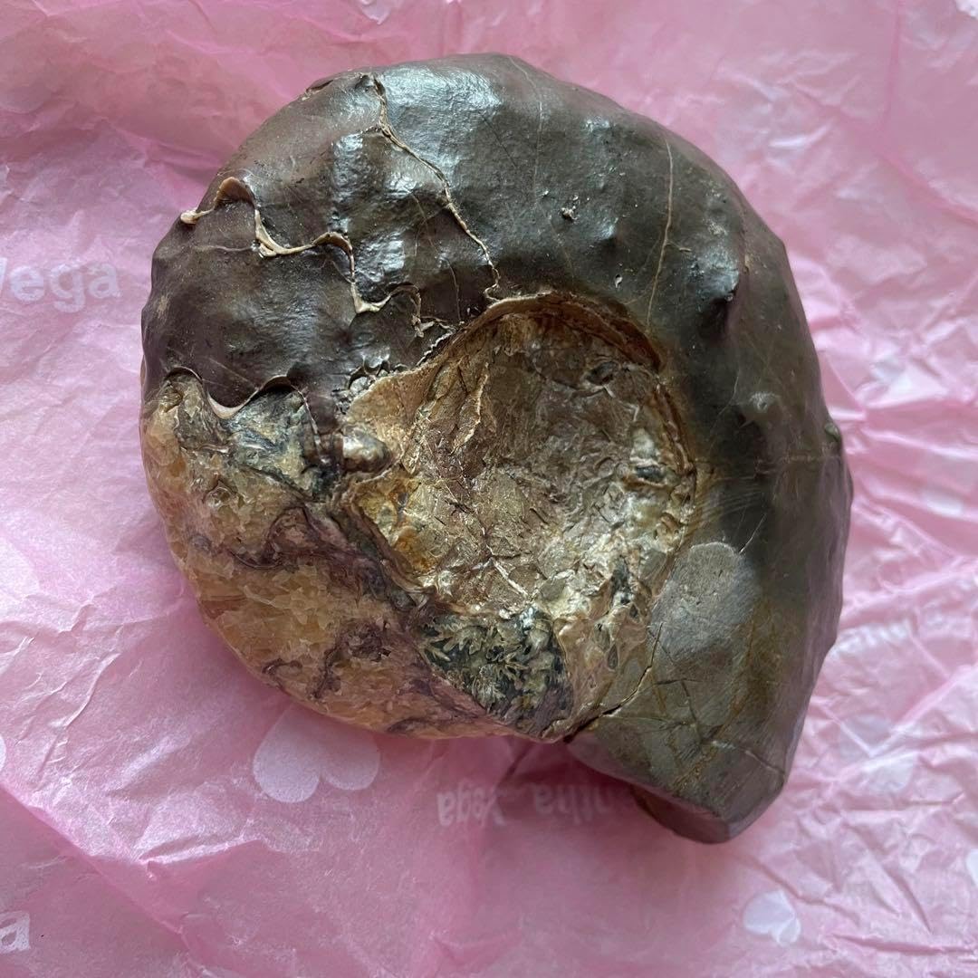 アンモナイト アンモライト 化石 恐竜 三葉虫 古代生物 ジュラシック 博物館 アンモナイト アンモライト 化石 恐竜 三葉虫 古代生物