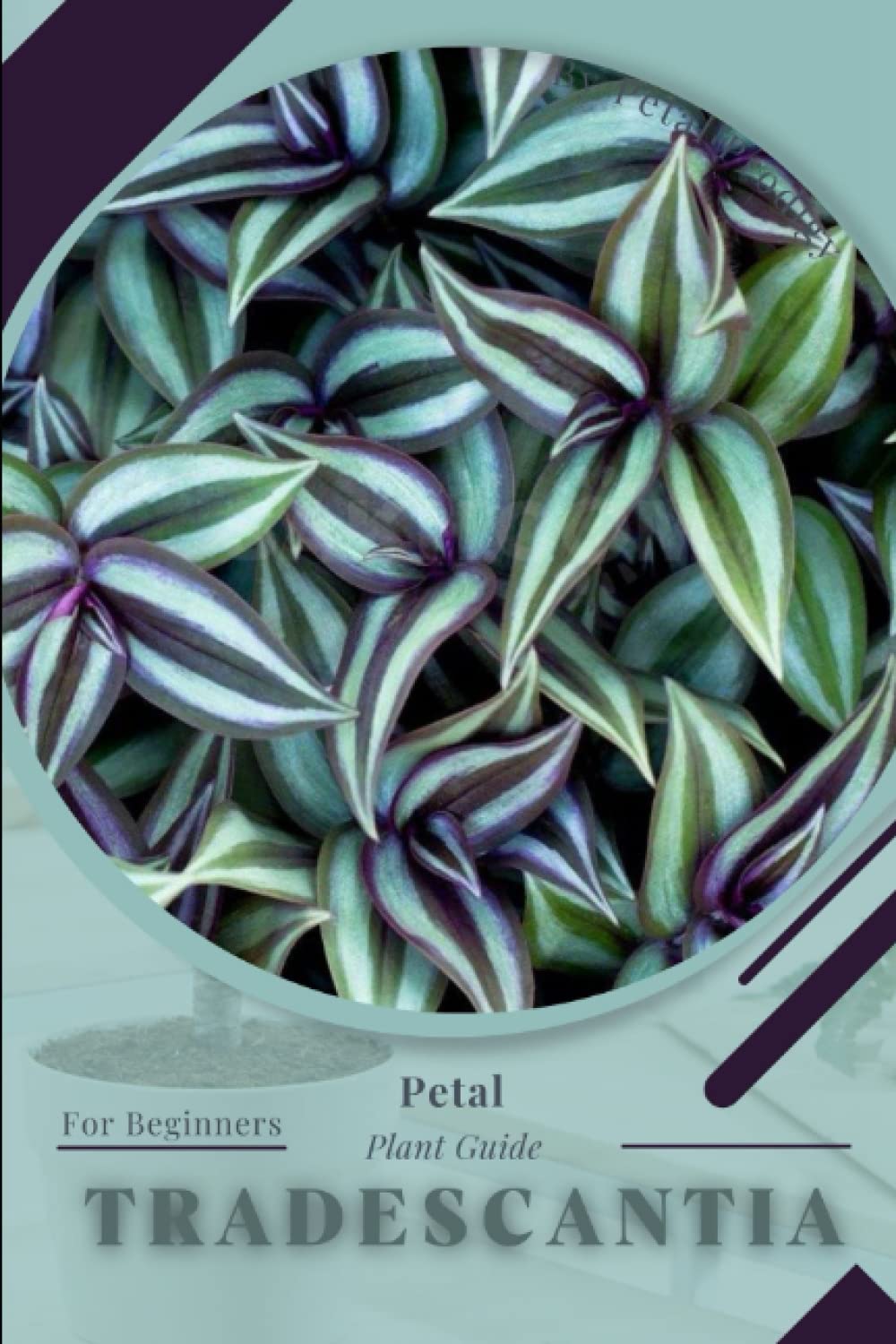Tradescantia: Prodigy Petal, Plant Guide