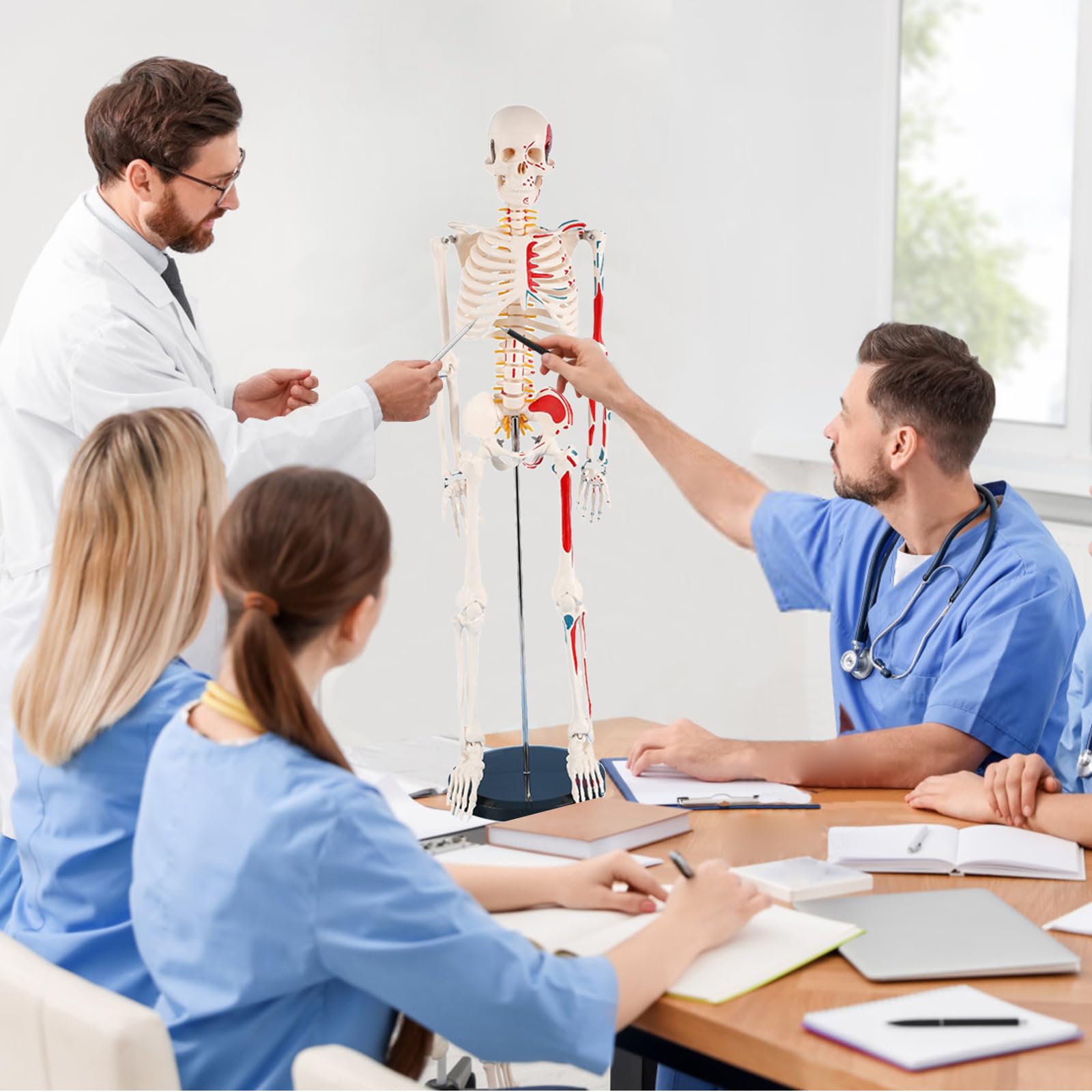 Mini Skelett 85cm mit Muskelfärbung, Kleines Skelett Anatomie Modell, Stehendes Menschliches Skelett-modell für Studenten bzw Medizin Studium (Skelett Farbig 85cm)