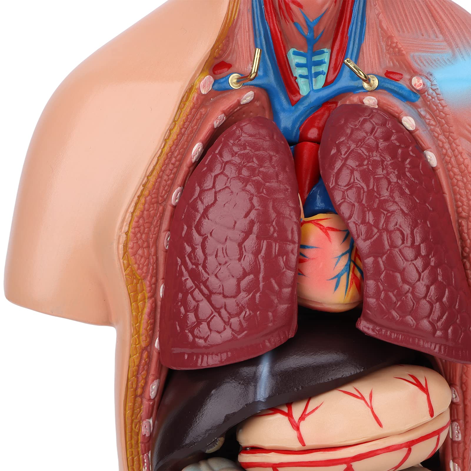 Fabater Modello di Torso Umano con Organi Rimovibili, Modello di Anatomia Corporea Didattica 17,7 Pollici per Strumento di Apprendimento dell'Anatomia Cerebrale dell'ospedale Scolastico